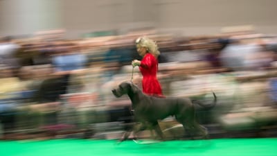 A woman runs with a Great Dane dog as it is judged on the third day of the Crufts dog show at the National Exhibition Centre in Birmingham, central England. AFP