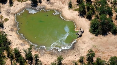 In this supplied photo a dead elephant lies in the bush in the Okavango Delta, Botswana. Botswana says it is investigating a staggeringly high number of elephant carcasses, with 275 found in the popular Okavango Delta area of the southern African nation in recent weeks. AP Photo
