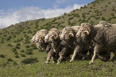 Once traded by the Phoenicians, merino is the oldest-known breed of sheep. Courtesy Loro Piana