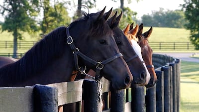 The Queen Elizabeth II Challenge Cup is run annually in October at Keeneland Race Course in Lexington, Kentucky. Photo: Lane's End