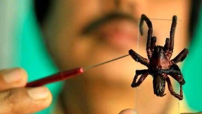 Professor Ratul Rajkhowa of the Department of Zoology of Cotton College, holds a dead spider that is believed to be the alleged species of spider that has reportedly killed two people in the north-eastern Indian state of Assam.
