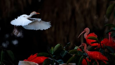 An American white ibis flies towards scarlet ibises in Cumaral, Colombia. AFP