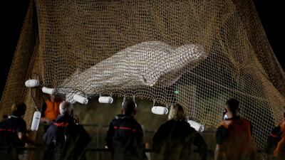The extraction of the 800-kilogram animal took six hours. Reuters