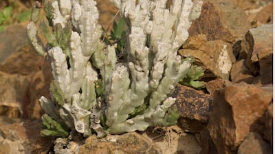 The Gems of the Hills plant (Desmidorchis arabica). Photo: Balazs Buzas