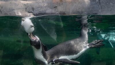 A Humboldt penguin keeps cool with a seafood-flavoured frozen treat at the Paris Zoological Park. AFP