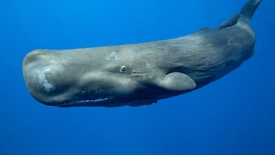 A team of international scientists will perform surveys of sperm whales and marine wildlife off the coast of Fujairah. Getty Images