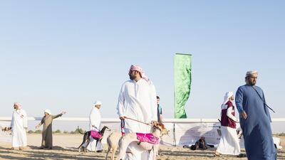 A man awaits the start of a saluki race at the Al Dhafra Festival. The festival closes Thursday.