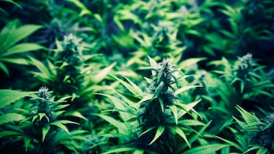 The men facing the death sentence were caught with marijuana in Abu Dhabi.