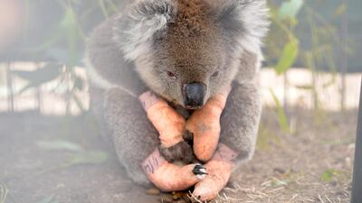 An injured koala sits at the Kangaroo Island Wildlife Park, at the Wildlife Emergency Response Centre in Parndana, Kangaroo Island, Australia. Reuters