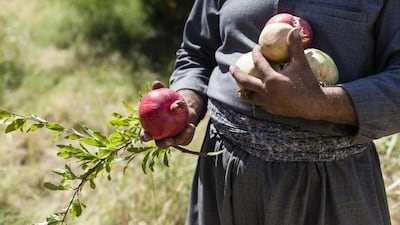 Residents of Erbil and other Kurdish cities often travel to Halabja for the fruit, as do some foreigners.