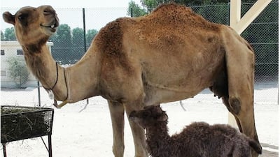 Cosy the first cloned Bactrian camel came from a surrogate dromedary mother at the Nad Al Sheba facility. Courtesy PLOS One