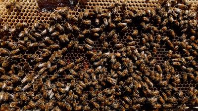Najaf's bees are in trouble because of climate change