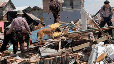 A police K9 unit continues to search for victims in the wreckage in Palu. AP Photo