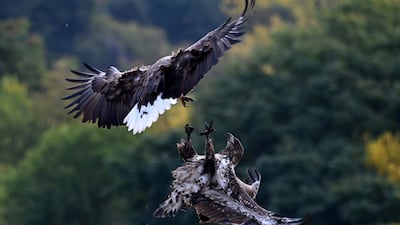 White-tailed eagles fight in the Pacsmag Lakes Nature Reserve near Tamasi, southern Hungary. EPA