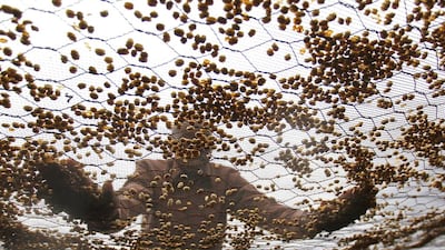 A farmer dries coffee beans at a factory in Kienjege. Farmers are diversifying into other cash crops such as banana and maize. Thomas Mukoya / Reuters
