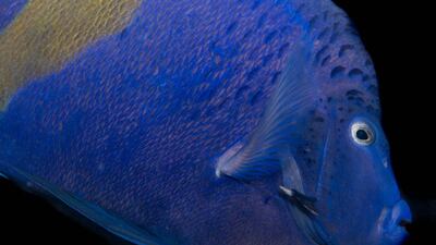 Arabian Angelfish in the Western Region.