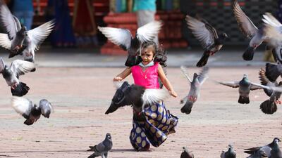 A girl chases pigeons outside a temple, during the Hindu festival of Diwali, amid the coronavirus disease (COVID-19) outbreak in Kuala Lumpur, Malaysia November 14, 2020. REUTERS/Lim Huey Teng