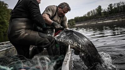 Fishermen pull out a sheatfish from the waters of the Dordogne river, near Mauzac-et-Grand-Castang, France. AFP