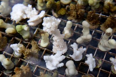 Coral grow in a tank at a lab at the University of Hawaii's Institute of Marine Biology in Kaneohe, on October 1, 2021. Scientists are trying to speed up coral's evolutionary clock to build reefs that can better withstand global warming. AP