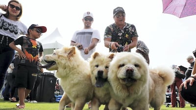 Residents with their dogs at the Abu Dhabi Pet Festival held at du Arena on Yas Island in Abu Dhabi, UAE, on April 13, 2018. Pawan Singh / The National