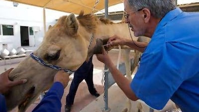 About 70 litres of camel antivenin have been produced so far.