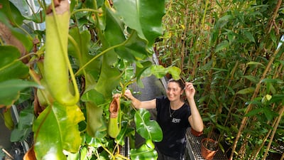 Kew Gardens' Nepenthes truncataas, the longest Nepenthes plant trap in the world.