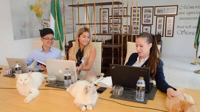 Jannah Hotels and Resorts in Abu Dhabi have hired eight office cats to help their employees unwind and de-stress. Courtesy Iris Media