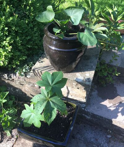 James Langton's plant. Courtesy James Langton