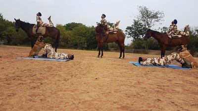 Indo-Tibetan Border Police's dog and horse yoga. Photo: Twitter/ITBP_official