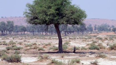 A ghaf tree near Digdagga, Ras Al Khaimah. With its very long roots, the ghaf is emblematic of the region’s flora and its dependence on the water table for survival. Declining groundwater levels are causing big concerns for agriculture. Randi Sokoloff / The National