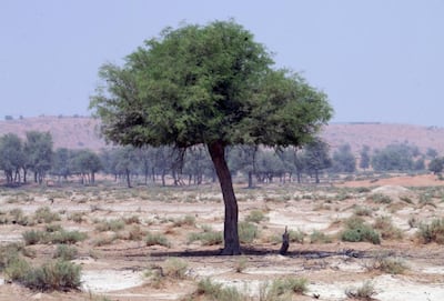 Ghaf trees grow in the wild in the UAE, making them a great option for garden landscapes. Randi Sokoloff / The National