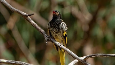 This 2016 photo provided by Murray Chambers shows a male regent honeyeater bird in Capertee Valley in New South Wales, Australia. AP