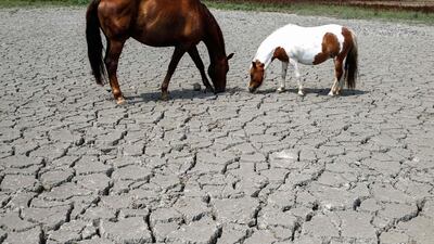 Horses look for grass to graze on dried up land near Bastelicaccia on the French Mediterranean island of Corsica. AFP