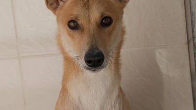 Ballet, aged 2, is a small-medium mixed breed who was found heavily pregnant. She gave birth to healthy pups. Ballet is very affectionate and always wants attention. Photo: K9 Friends