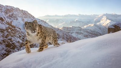 Sascha Fonseca from the UAE won the Gold prize for the, Animals in their Habitat category. She took a picture of a snow leopard in the Indian Himalayas