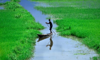 Paddy fields submerged by monsoon rain in Nagaon district of Assam state, India. EPA