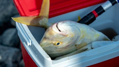 Queenfish, giant trevally, barracuda and kingfish can be found in abundance during the summer months.