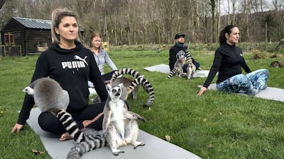 "When you watch lemurs they do some form of the poses naturally – that typical pose warming their bellies in the sunshine," Richard Robinson, manager of the adjoining wildlife park, says of the mammals. PA
