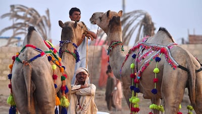 At most Eid markets, camels cost more than cows and sheep. EPA