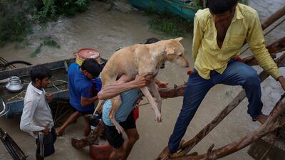 A man carries a dog as he climbs branches to escape the rising Yamuna river in New Delhi, India. Reuters