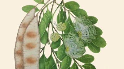 Mothers Tongue. Illustration by Pauline Goldsmith.