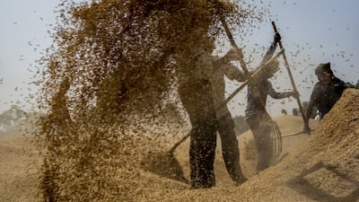 Workers clean rice paddy at a wholesale market on the outskirts in New Delhi. India, the world's leading rice exporter, has imposed a ban on some overseas sales of the grain to ensure domestic supplies and to fight rising prices in the local market. Bloomberg