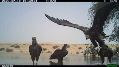 Lappet-faced vultures congregate at a waterhole in Dubai Desert Conservation Reserve. Photo: DDCR