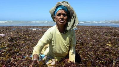 Collected during three months of summer on a narrow stretch of coastline, the red seaweed is used to produce “agar-agar” – a natural gelling agent popular with cooks and professional chefs. Fadel Senna/AFP Photo