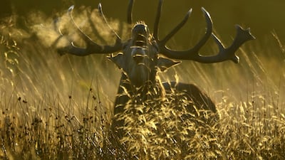 A deer stag barks in the early morning on Thursday, during the annual rutting season in Richmond Park, London. Reuters