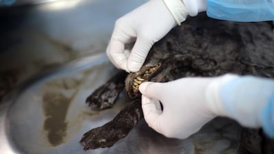 A scientist at North-Eastern Federal University in Yakutsk, Russia, performs a post-mortem operation on a puppy that died 12,460 years ago. The dog’s preserved body dates to the last Ice Age. AFP