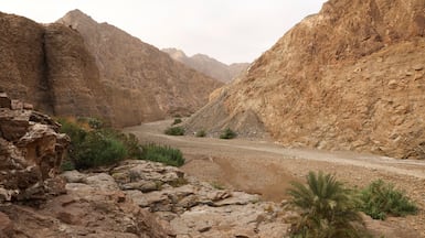 Wadi Wurayah National Park in Fujairah, United Arab Emirates. Reuters