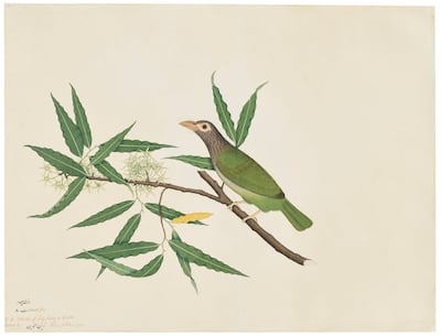 One of two watercolours offered in the exhibition is Lineated Barbet on a juniper tree by master artist Zayn al-Din dated 1778. Photo: Christie's