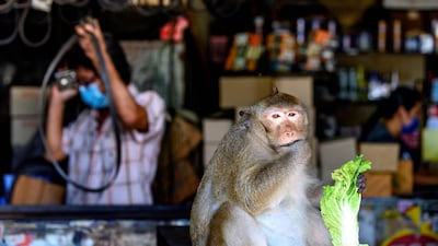 Residents barricaded indoors, rival gang fights and no-go zones for humans. AFP