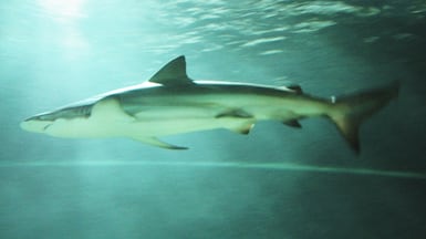 What appeared to be a bronze whaler shark was spotted in Dubai. Photo: Wikicommons